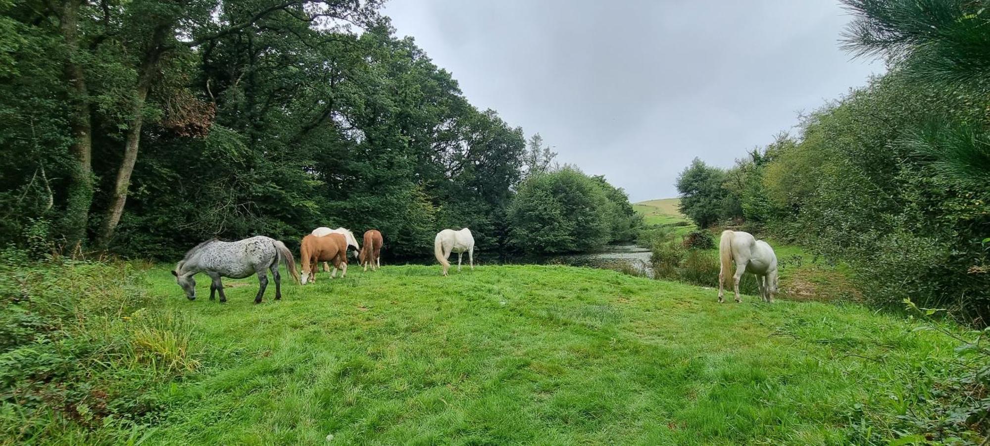 Two Bedroom In The Country - Owl, Peacock & Meadow Lodge Liskeard