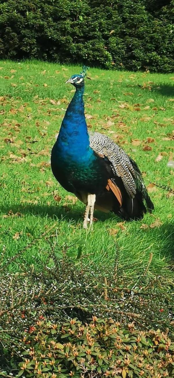 Two Bedroom In The Country - Owl, Peacock & Meadow Lodge Liskeard