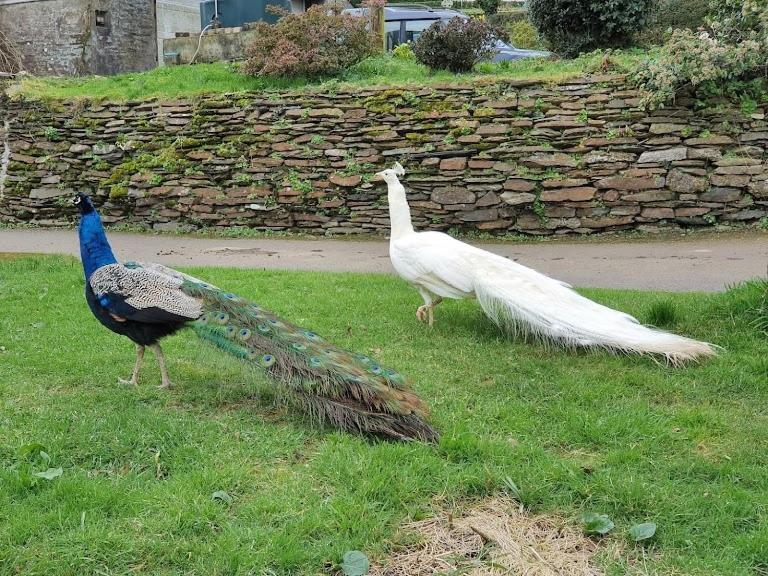 Two Bedroom In The Country - Owl, Peacock & Meadow