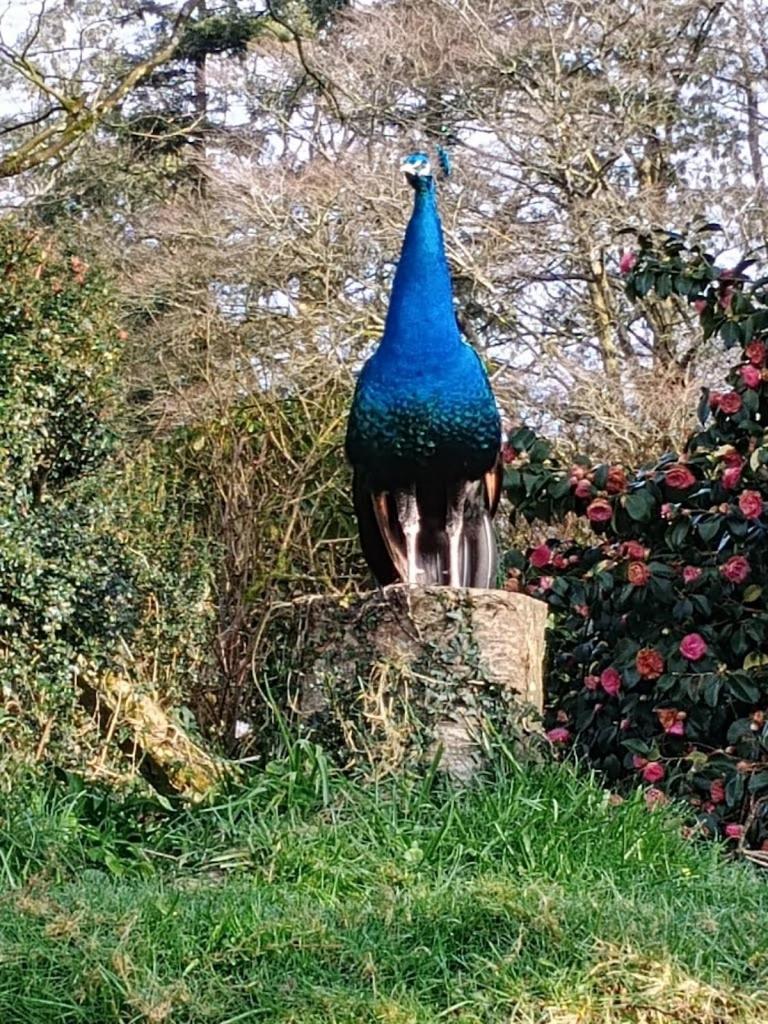 Lodge Two Bedroom In The Country - Owl, Peacock & Meadow