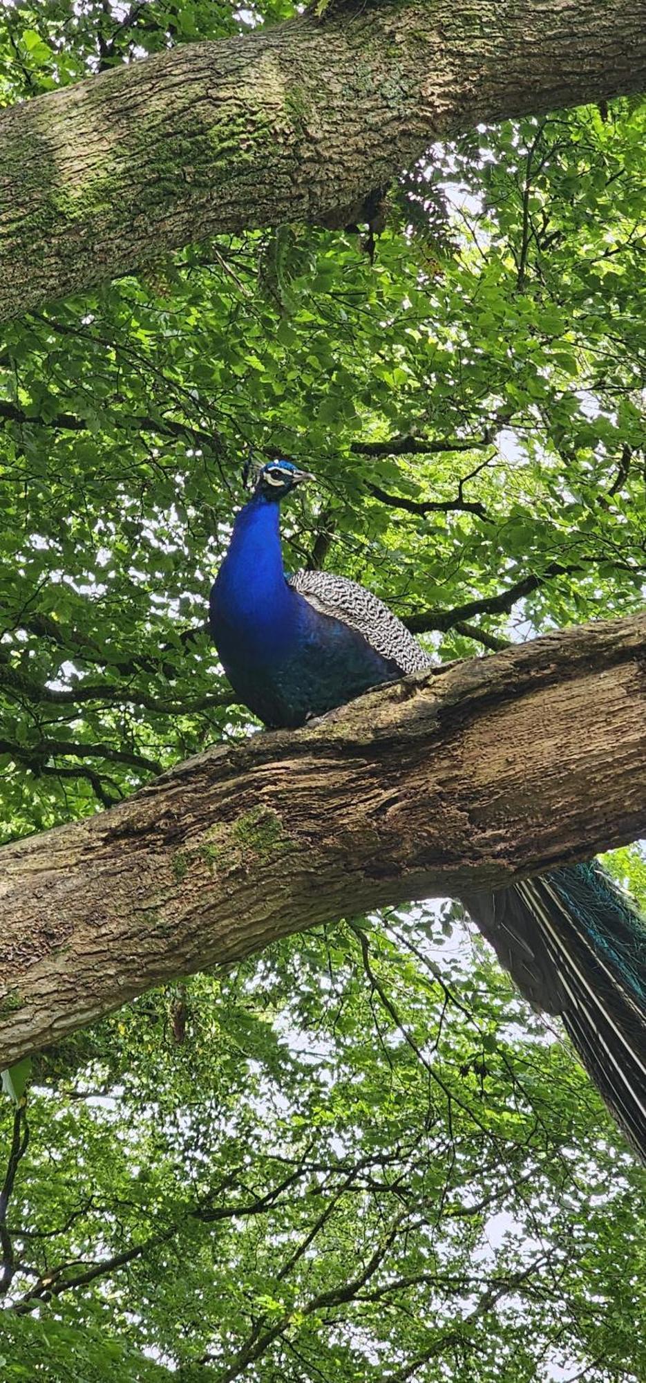 Two Bedroom In The Country - Owl, Peacock & Meadow * Liskeard