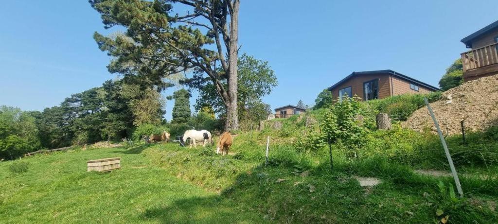 Two Bedroom In The Country - Owl, Peacock & Meadow *
